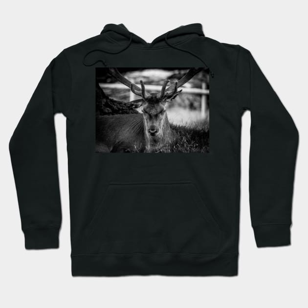 Stag Hoodie by outlawalien